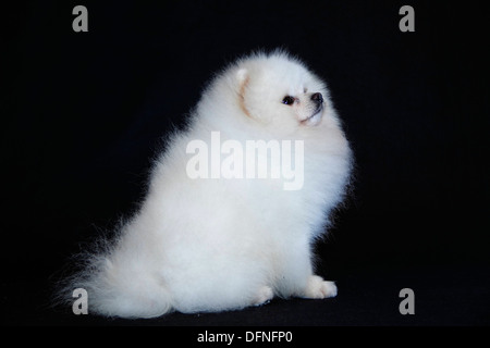 Pomeranian breed lulu posing for the camera Stock Photo