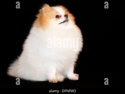 Pomeranian breed lulu posing for the camera Stock Photo