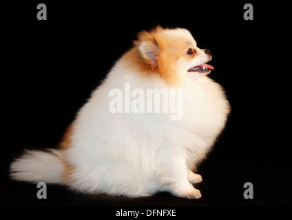 Pomeranian breed lulu posing for the camera Stock Photo