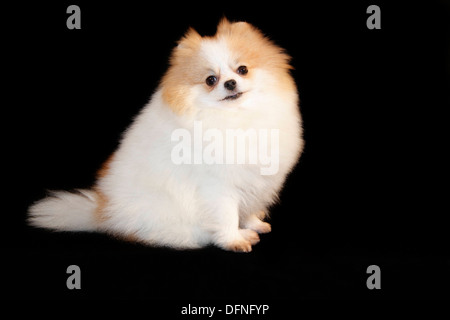 Pomeranian breed lulu posing for the camera Stock Photo