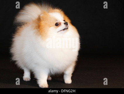 Pomeranian breed lulu posing for the camera Stock Photo