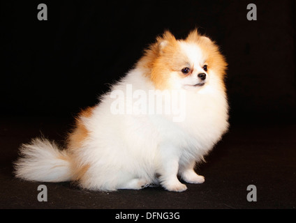 Pomeranian breed lulu posing for the camera Stock Photo