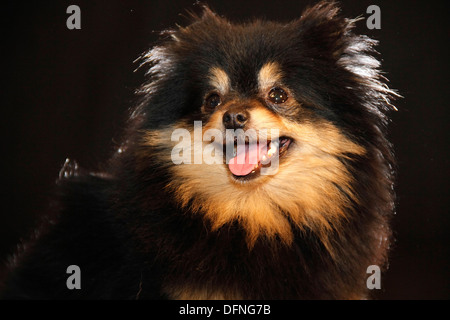 Pomeranian breed lulu posing for the camera Stock Photo