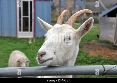 Goat peering over a fence Stock Photo