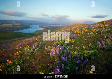 Lupine and balsamroot blooming in meadows above the Columbia River from  Dalles Mountain in the Columbia Hills State Park. Stock Photo