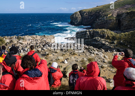 Tourists in rookery of Rockhopper Penguins, Eudyptes chrysocome, New Island, Falkland Islands, Subantarcic Stock Photo