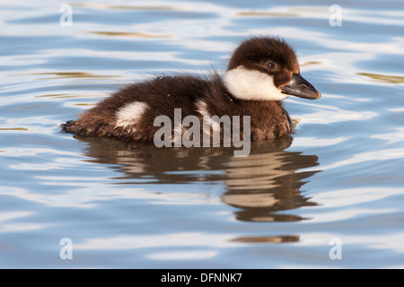 Common Goldeneye baby duckling swimming in pond (Bucephala clangula) Stock Photo