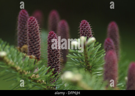 korean fir, abies koreana Stock Photo