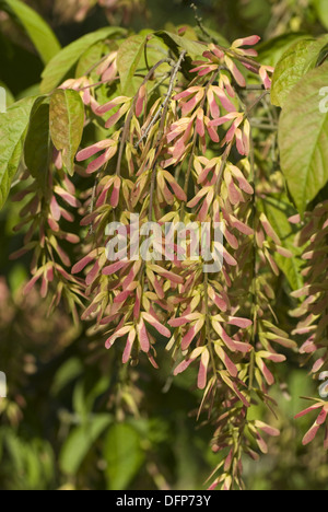 henry's maple, acer henryi Stock Photo