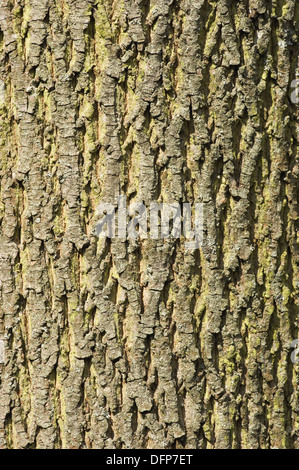 Norway maple (Acer platanoides), bark of a maple, Switzerland Stock ...