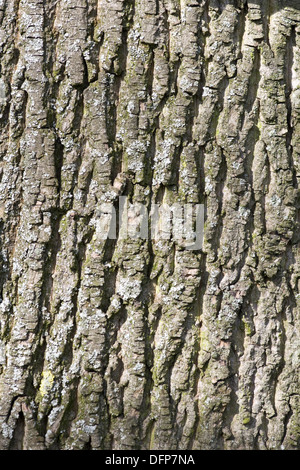 Norway maple (Acer platanoides), bark of a maple, Switzerland Stock ...