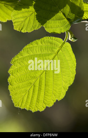 grey alder, alnus incana Stock Photo