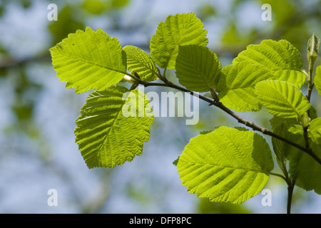 grey alder, alnus incana Stock Photo