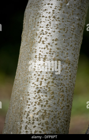 grey alder, alnus incana Stock Photo