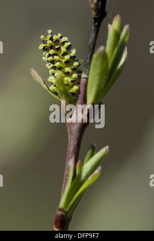 dwarf birch, betula nana