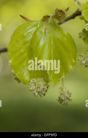 erman's birch, betula ermanii Stock Photo