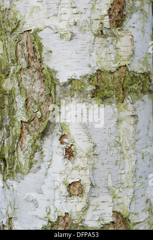 downy birch, betula pubescens Stock Photo