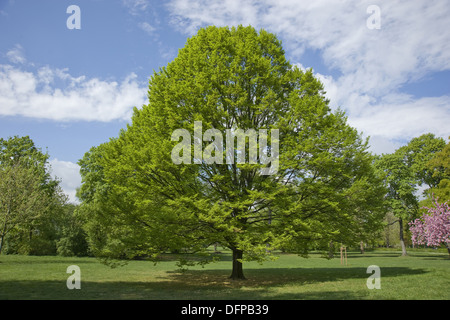 common hornbeam, carpinus betulus Stock Photo