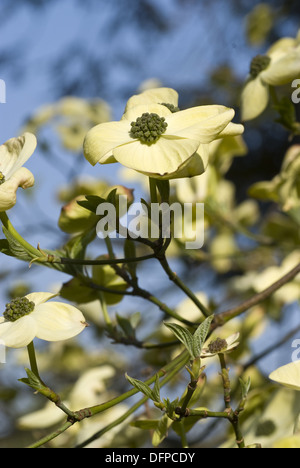 pacific dogwood, cornus nuttallii Stock Photo