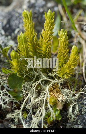 Northern Firmoss Fir Clubmoss Huperzia Selago Lycopodium Selago northern-firmoss-fir-clubmoss-huperzia-selago-lycopodium-selago