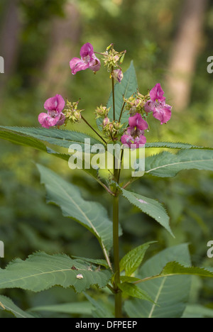 indian balsam, impatiens glandulifera Stock Photo