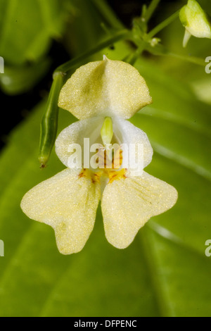 small balsam, impatiens parviflora