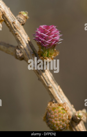 european larch, larix decidua Stock Photo