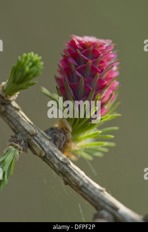 european larch, larix decidua Stock Photo