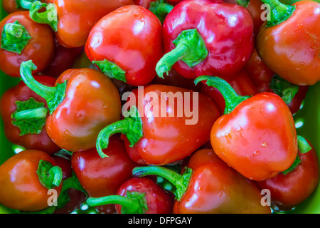 A variety of small red peppers from the home garden. Stock Photo