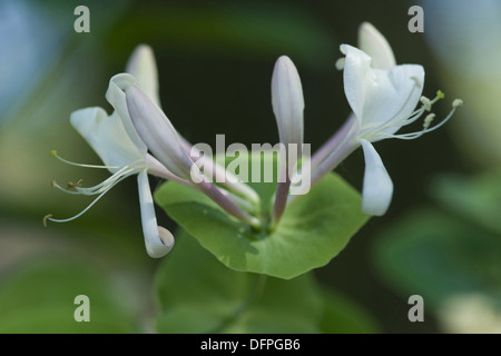 perfoliate honeysuckle, lonicera caprifolium Stock Photo