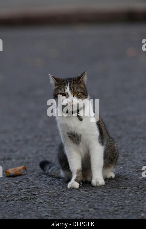 London, UK. 8th October 2013. Larry the No.10 Downing Street cat in London, Britain, 08 October 2013. (Photo by Tal Cohen/Alamy Live News) Stock Photo