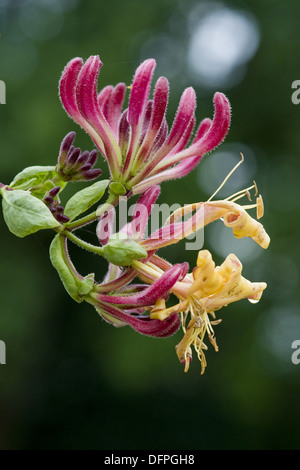 honeysuckle, lonicera periclymenum Stock Photo