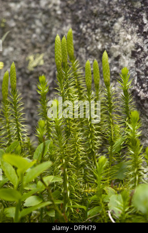 common club-moss, lycopodium annotinum Stock Photo