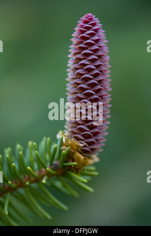 norway spruce, picea abies Stock Photo