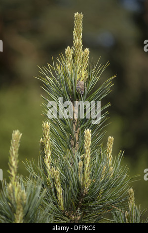 swiss pine, pinus cembra Stock Photo