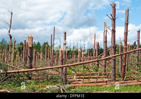 The broken trees after powerful hurricane Stock Photo - Alamy