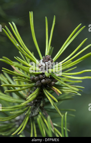mountain pine, pinus mugo Stock Photo