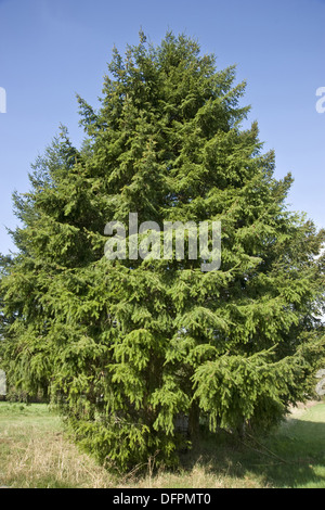 douglas fir, pseudotsuga menziesii Stock Photo