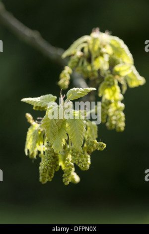 turkey oak, quercus cerris Stock Photo