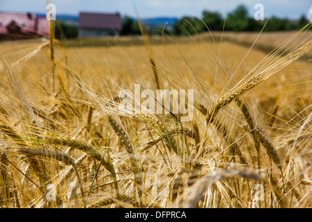 Rye ears growing in the field in the country just before haymaking with blurred village houses in the background Stock Photo