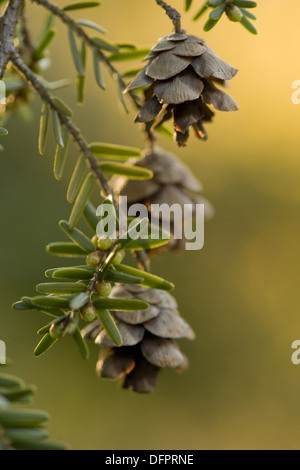 canadian hemlock, tsuga canadensis Stock Photo