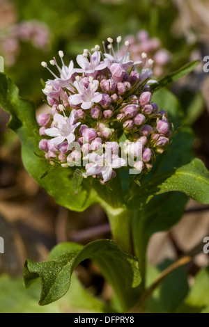 mountain valerian, valeriana montana Stock Photo - Alamy