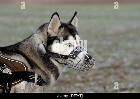 husky muzzle