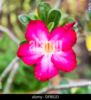 Red desert rose flower close up and flowers at backgroud Stock Photo