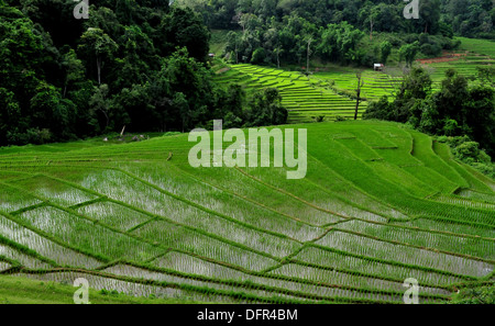 Rice cultivation in Thailand - Lush green terraced paddy fields in Chiang Mai in Northern Thailand Stock Photo