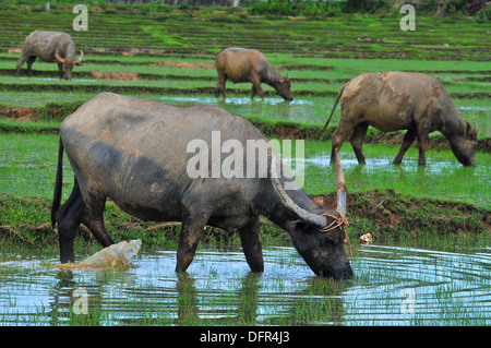 Domestic animals in Thailand - Four Asian water buffaloes feeding in the rice field (Koh Yao Noi, Phang-Nga) Stock Photo