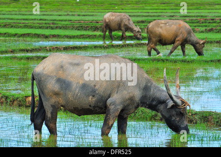 Domestic animals in Thailand - Three Asian water buffaloes feeding in the rice field (Koh Yao Noi, Phang-Nga) Stock Photo