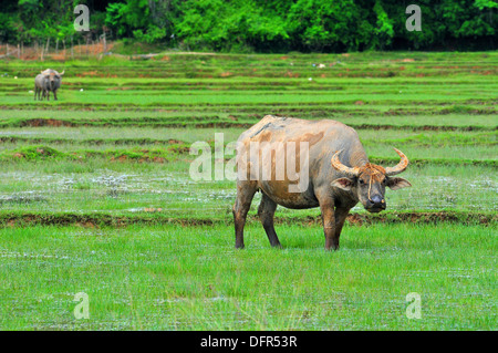 Domestic animals in Thailand - Asian water buffaloes roaming in the rice field (Koh Yao Noi, Phang-Nga) Stock Photo