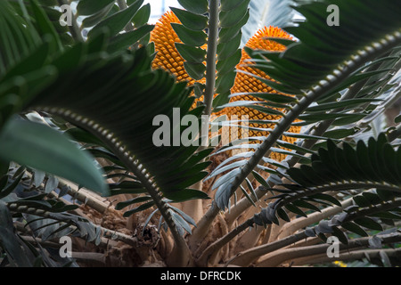 encephalartos woodii, Wood's Cycad, Longwood Gardens, Kennett Square, Pennsylvania, USA Stock Photo