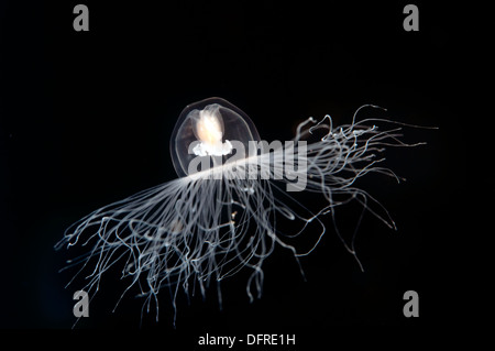 Immortal jellyfish, Turritopsis nutricula, Sarıgerme Turkey Stock Photo